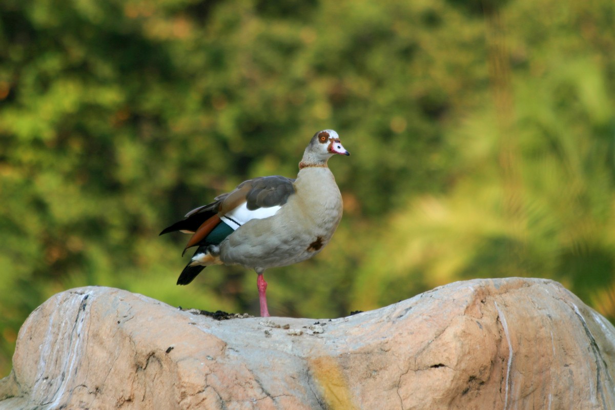 Egyptian Goose - ML620703593