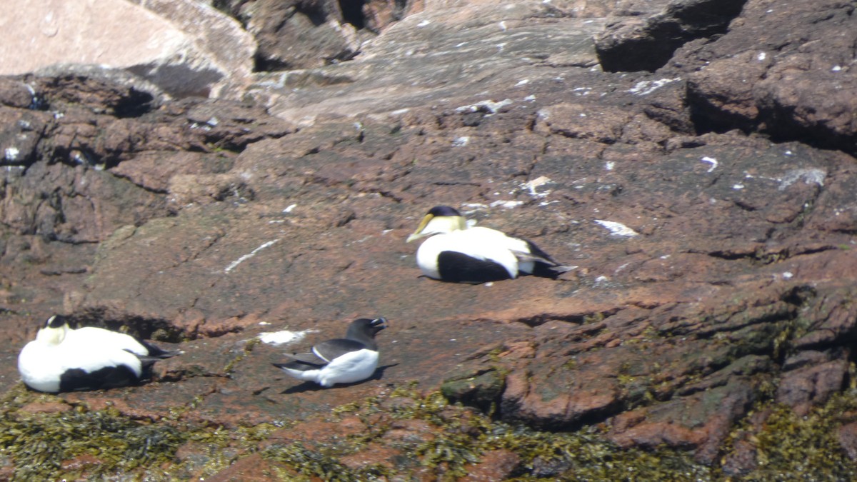 Razorbill - ML620703594