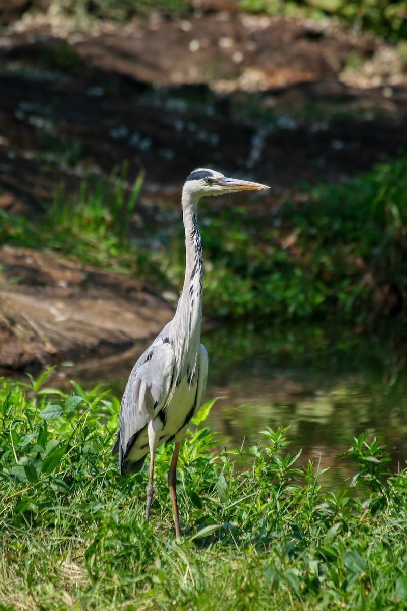 Gray Heron - ML620703595