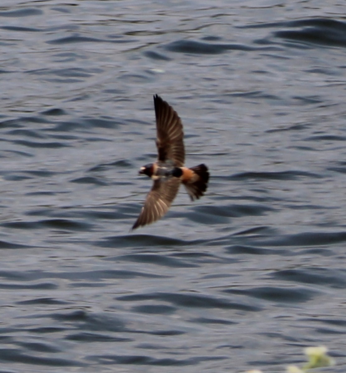 Cliff Swallow - ML620703597