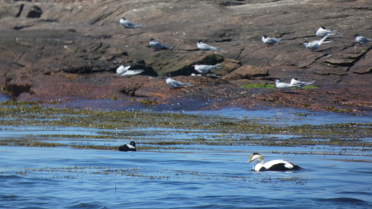 Common Eider - ML620703601