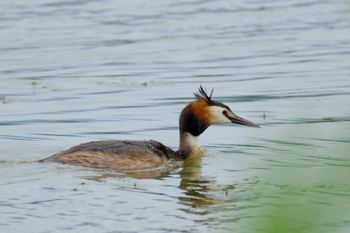 Great Crested Grebe - ML620703611