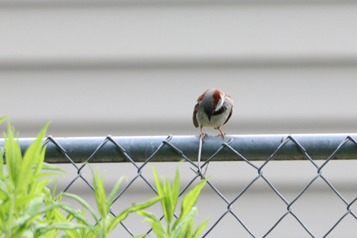 House Sparrow - ML620703612