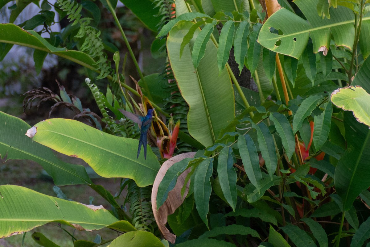 Swallow-tailed Hummingbird - ML620703614