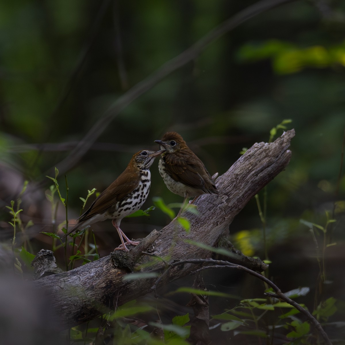 Wood Thrush - ML620703616