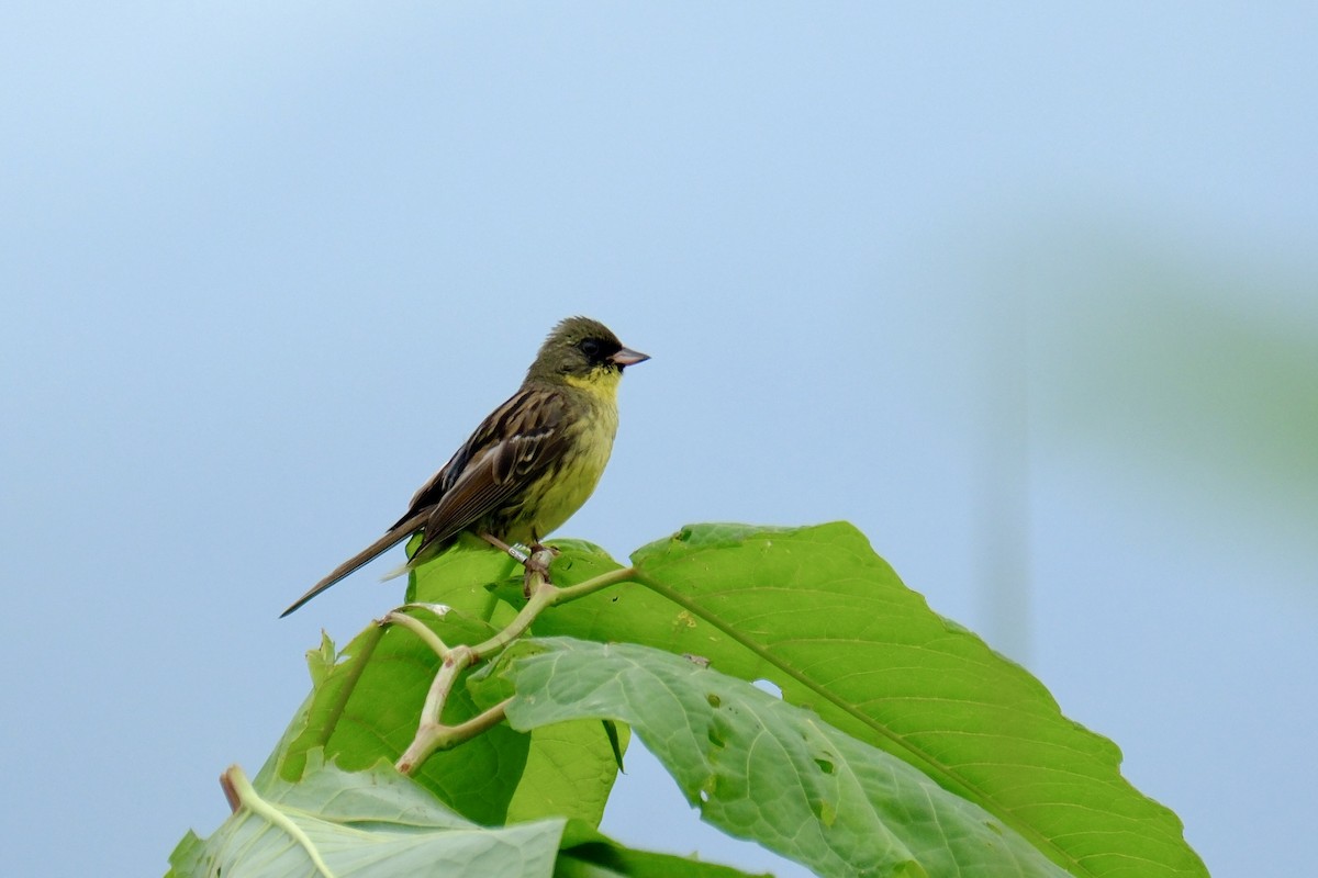 Masked Bunting - ML620703620