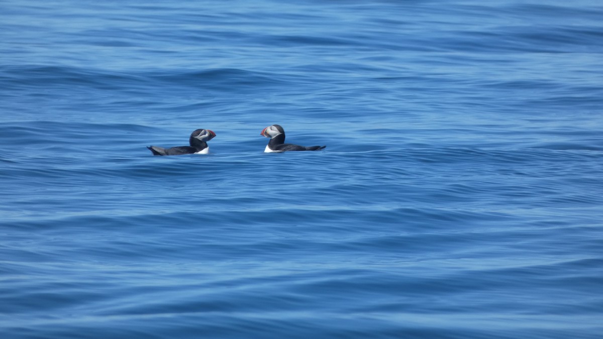 Atlantic Puffin - ML620703621