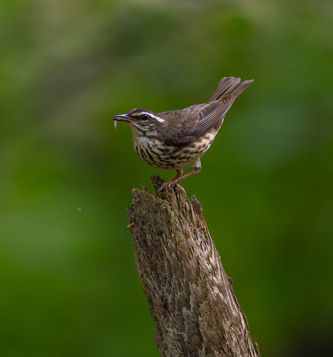 Louisiana Waterthrush - ML620703622