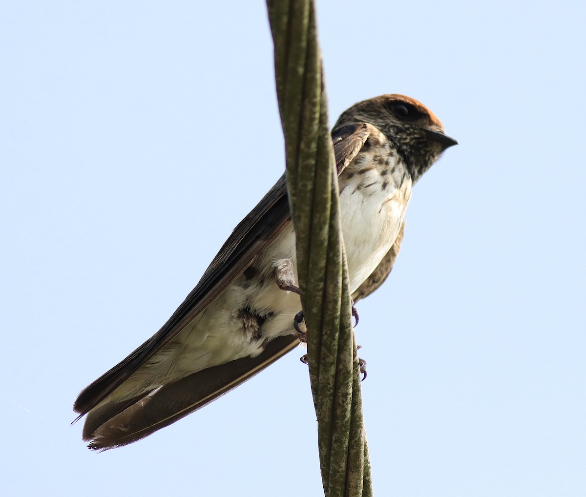 Streak-throated Swallow - ML620703623