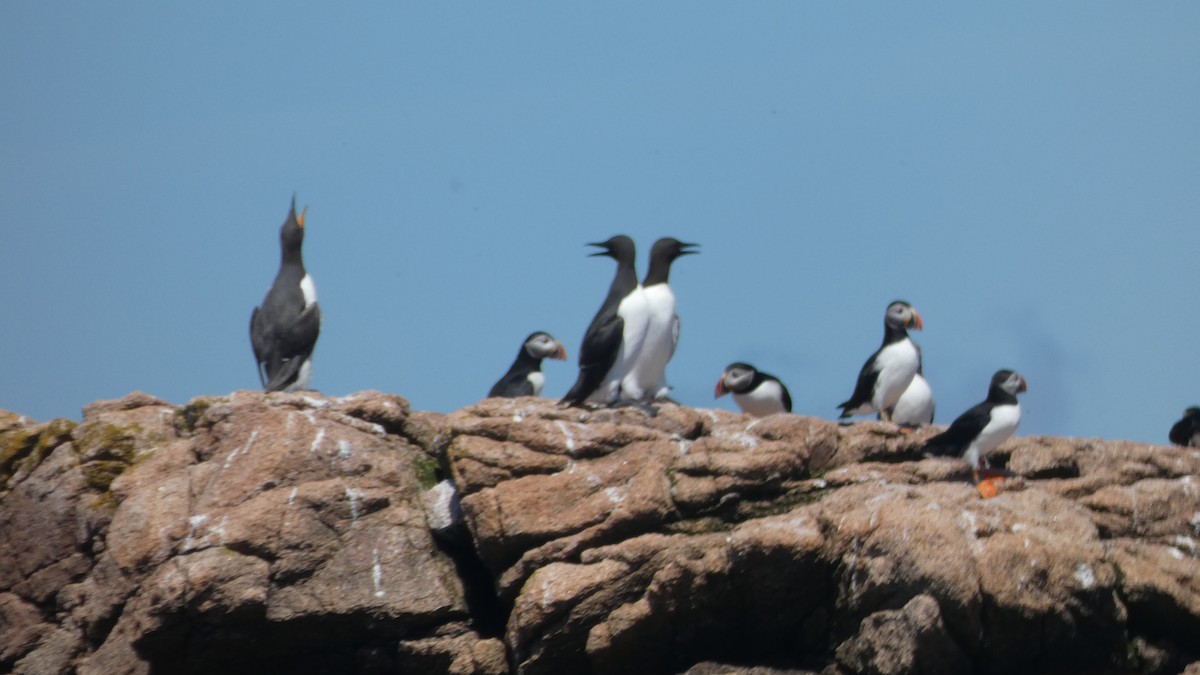 Common Murre - ML620703625