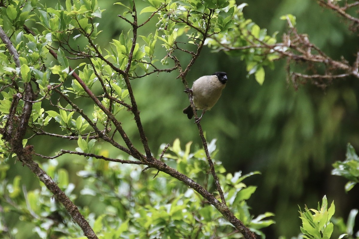 Azores Bullfinch - Sabrina Hepburn