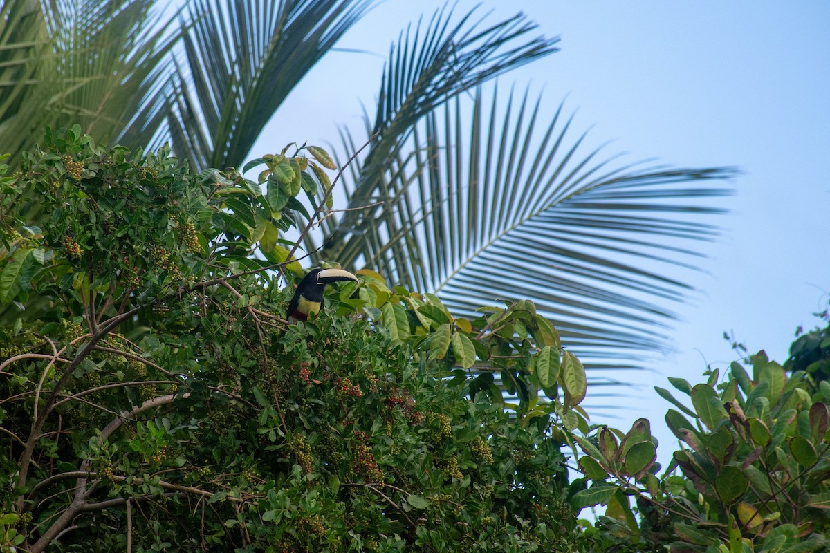 Black-necked Aracari - ML620703629