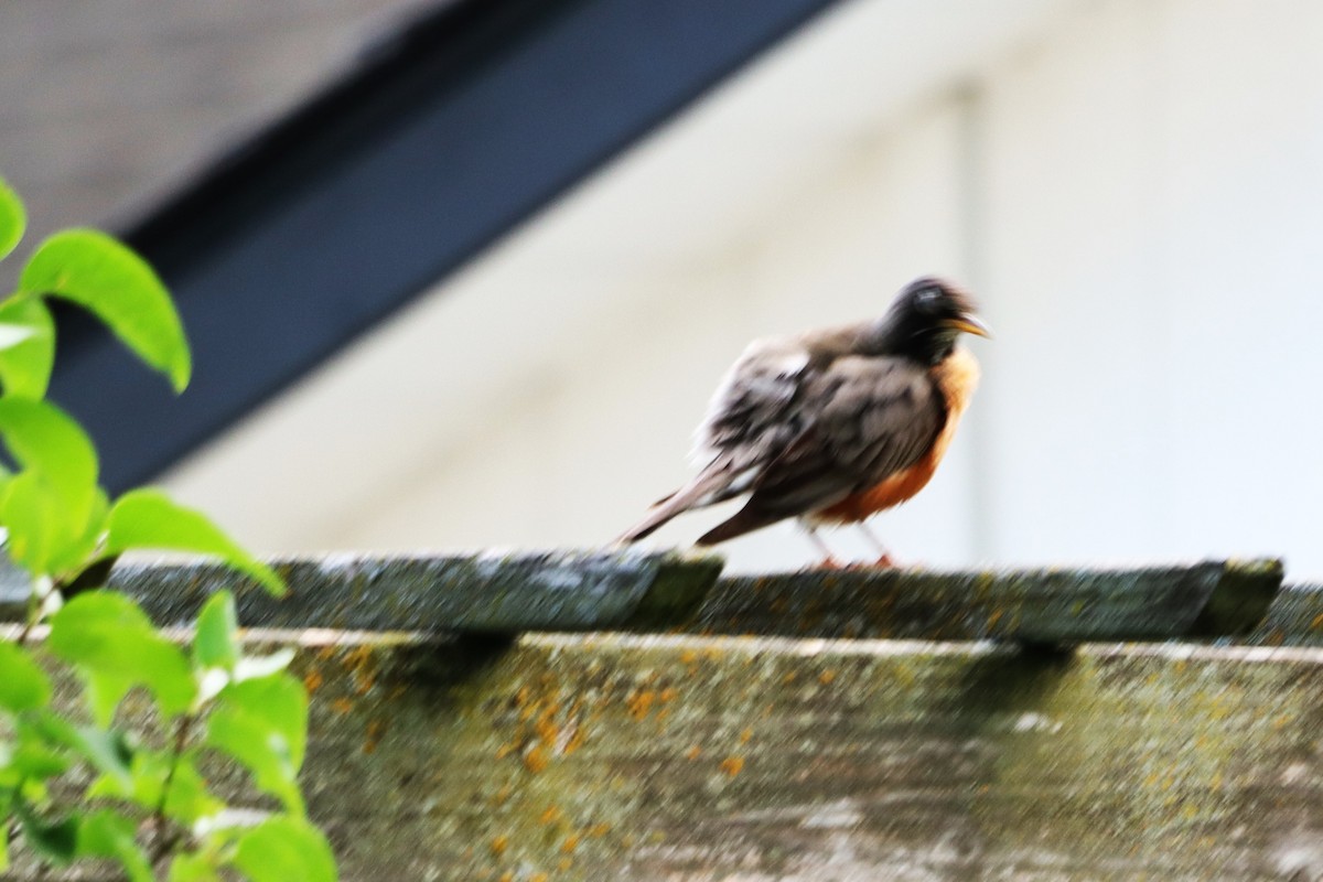 American Robin - ML620703630