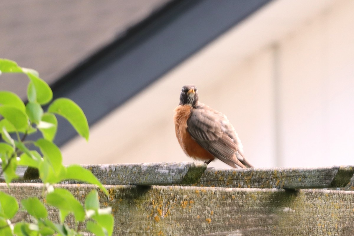 American Robin - ML620703631