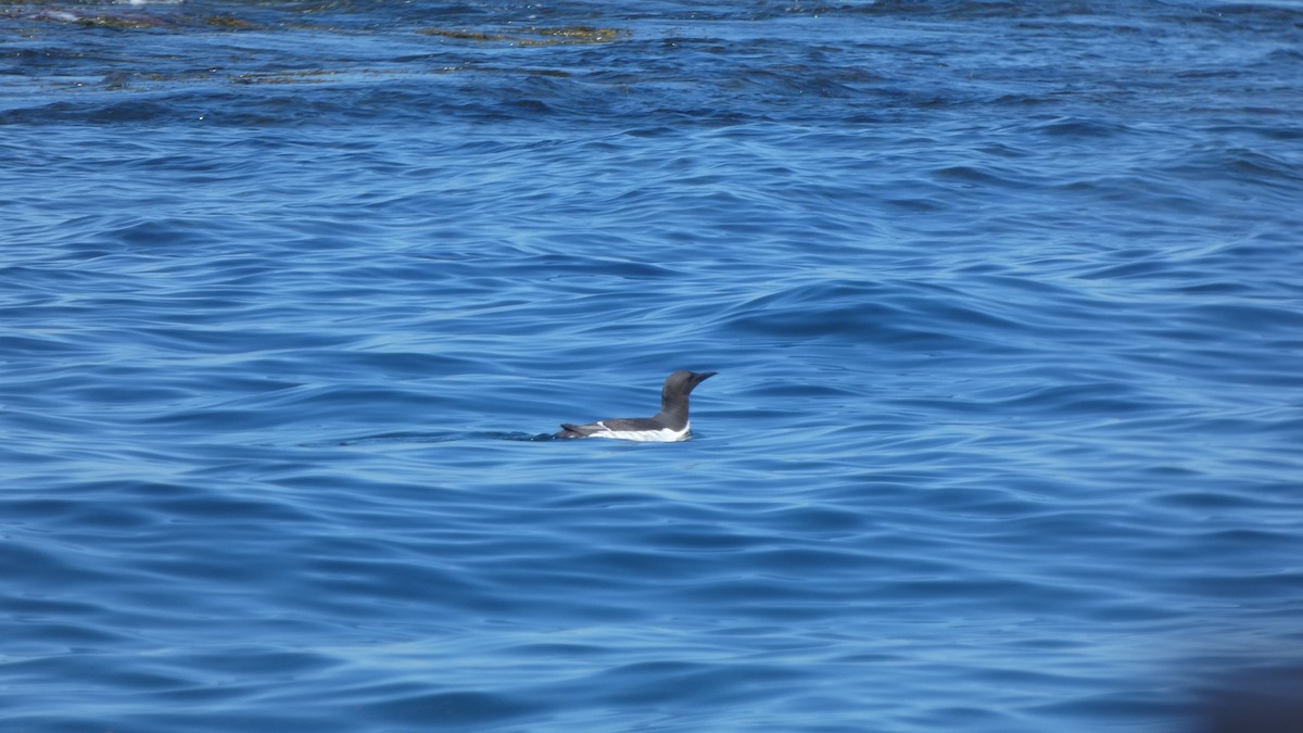 Common Murre - ML620703632