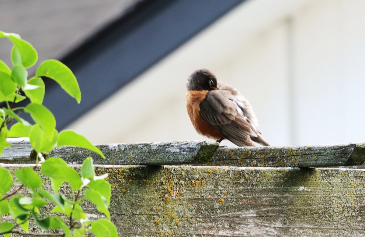 American Robin - ML620703633