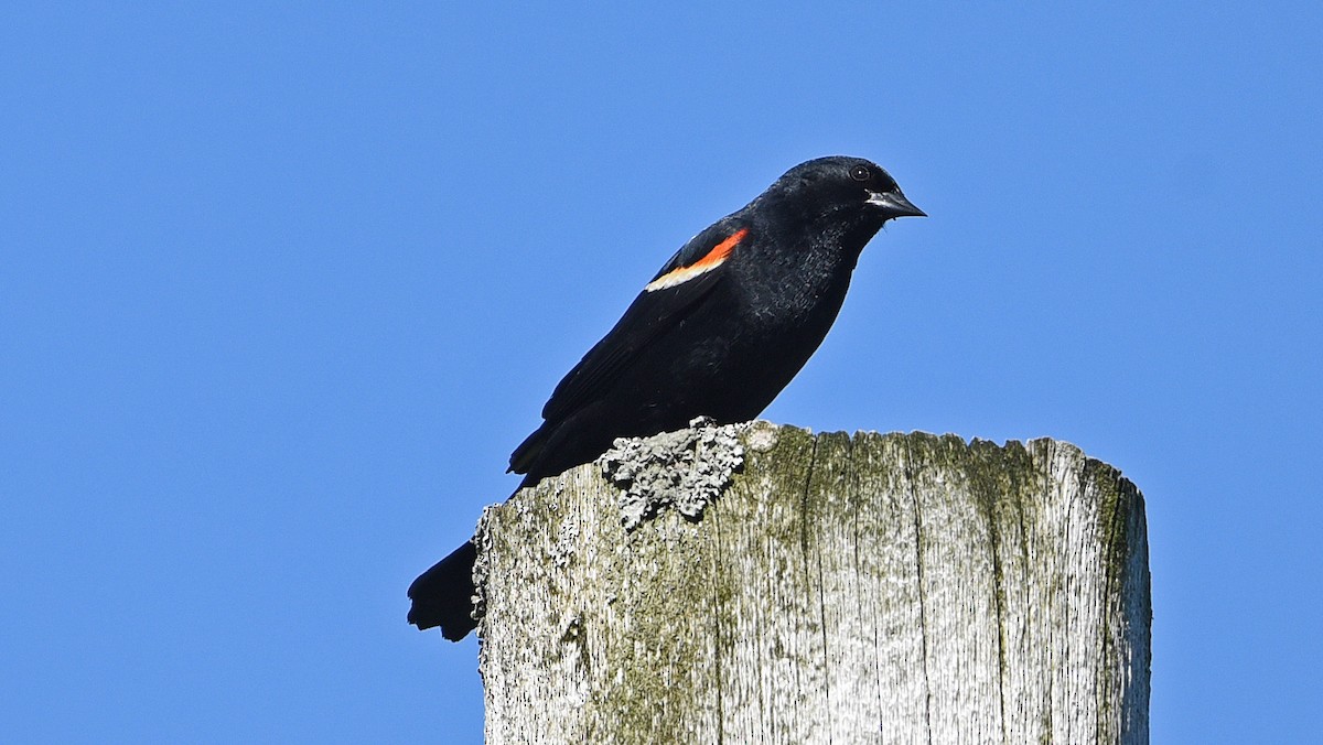 Red-winged Blackbird - ML620703634