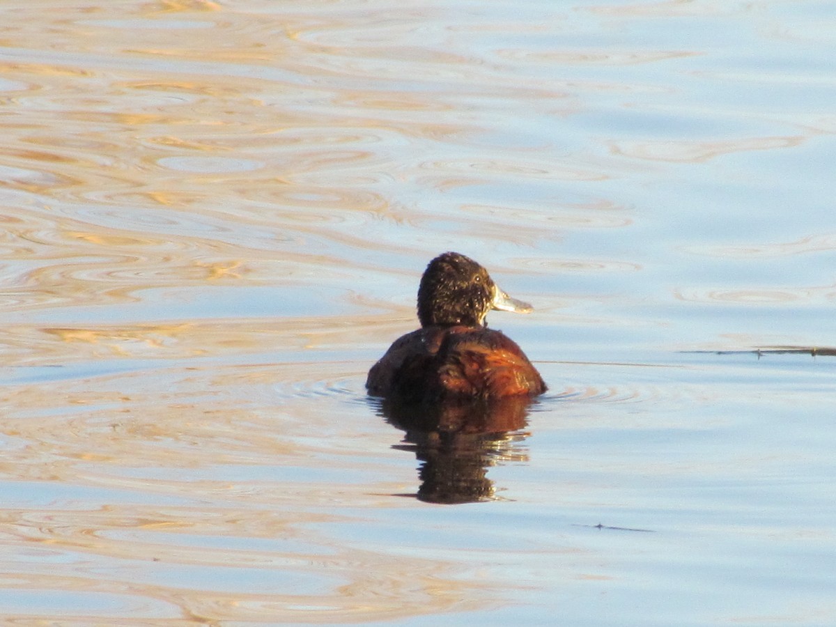 Lake Duck - ML620703636