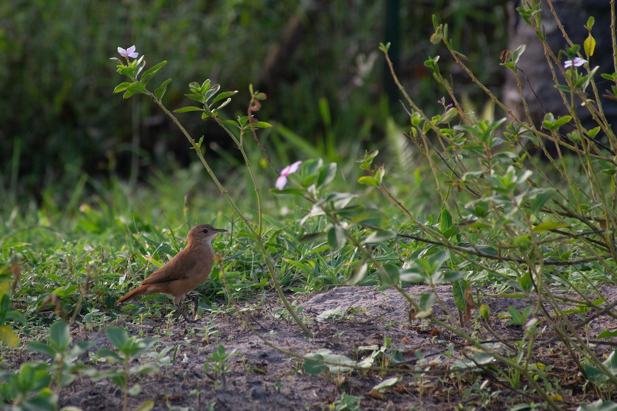 Rufous Hornero - ML620703638