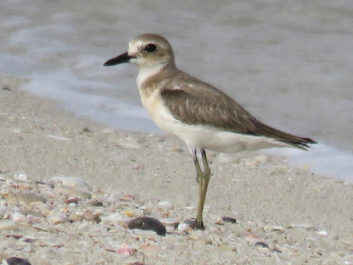 Greater Sand-Plover - ML620703640