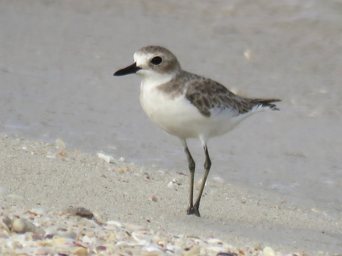 Greater Sand-Plover - Stephen Taylor