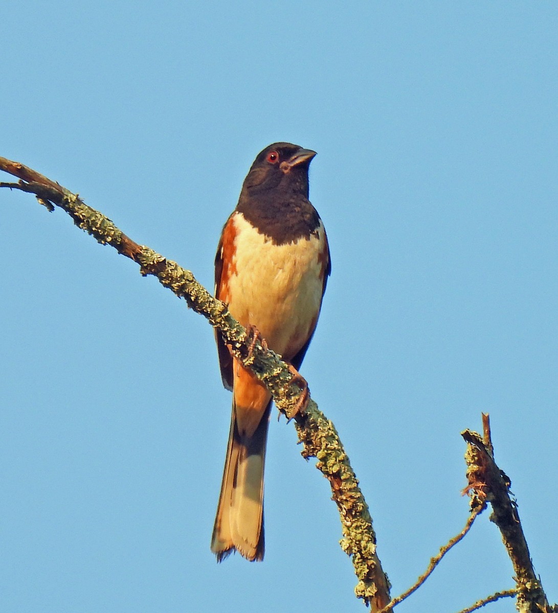 Eastern Towhee - ML620703642