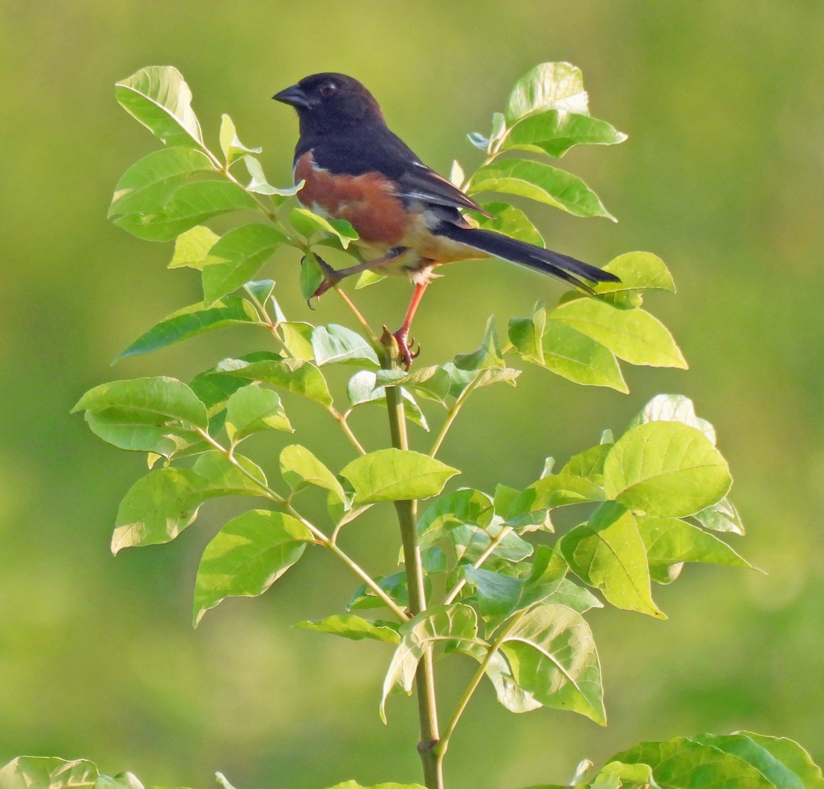 Eastern Towhee - ML620703643