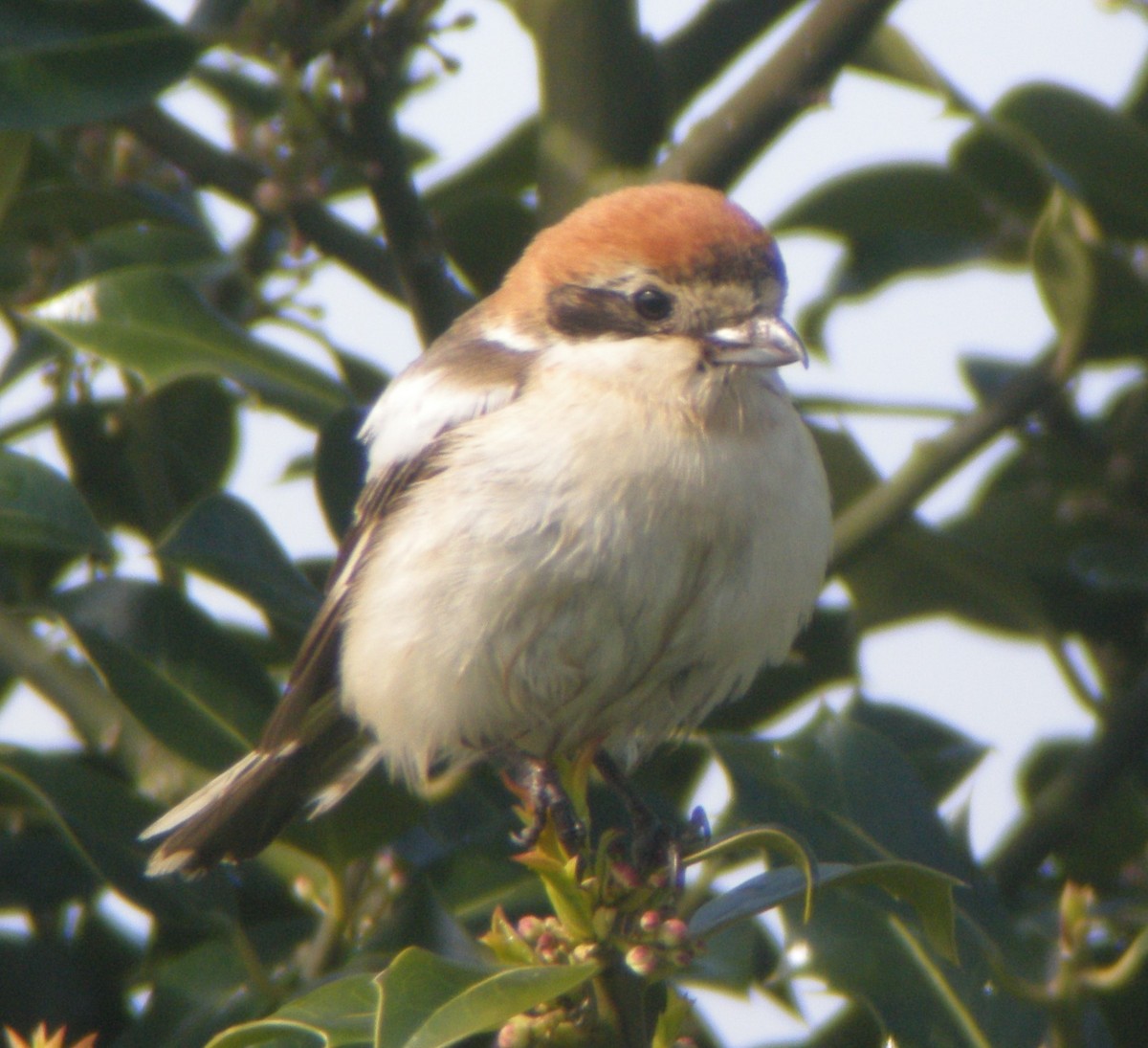 Woodchat Shrike - ML620703647