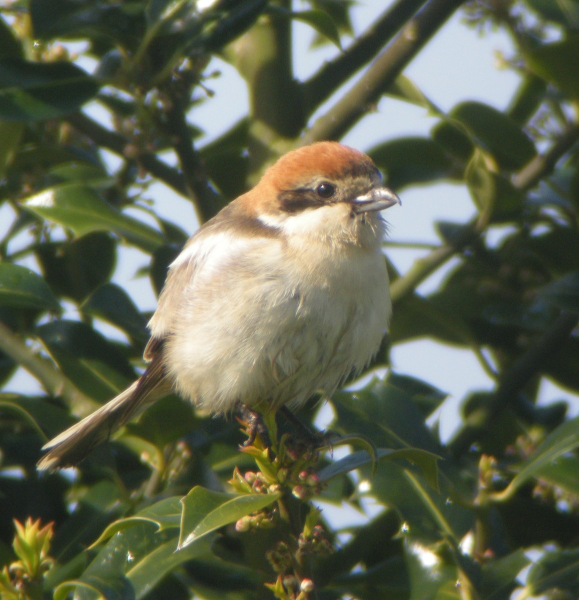 Pie-grièche à tête rousse - ML620703648