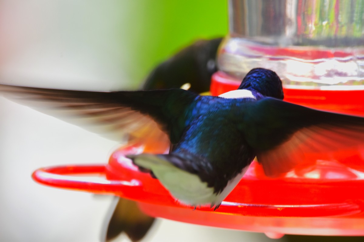 White-necked Jacobin - ML620703653