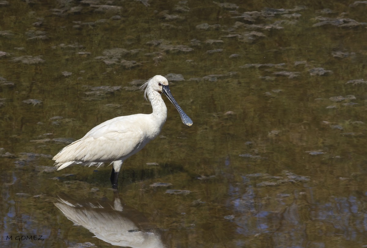 Eurasian Spoonbill - ML620703656