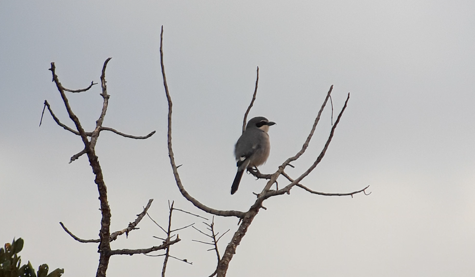 Iberian Gray Shrike - ML620703659