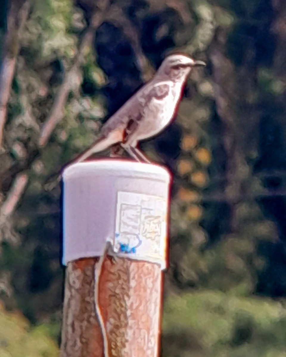 Tropical Mockingbird - ML620703661