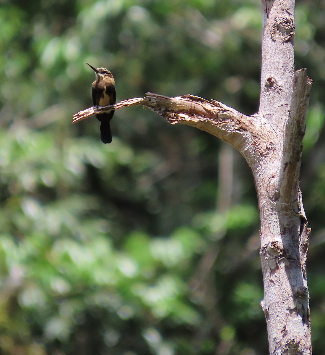 Brown Jacamar - ML620703663