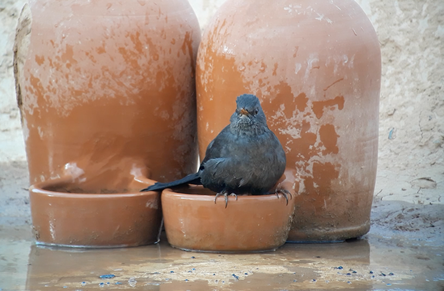 Eurasian Blackbird - ML620703668