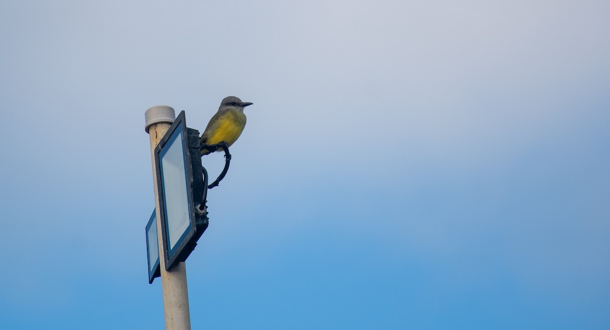 Tropical Kingbird - ML620703669