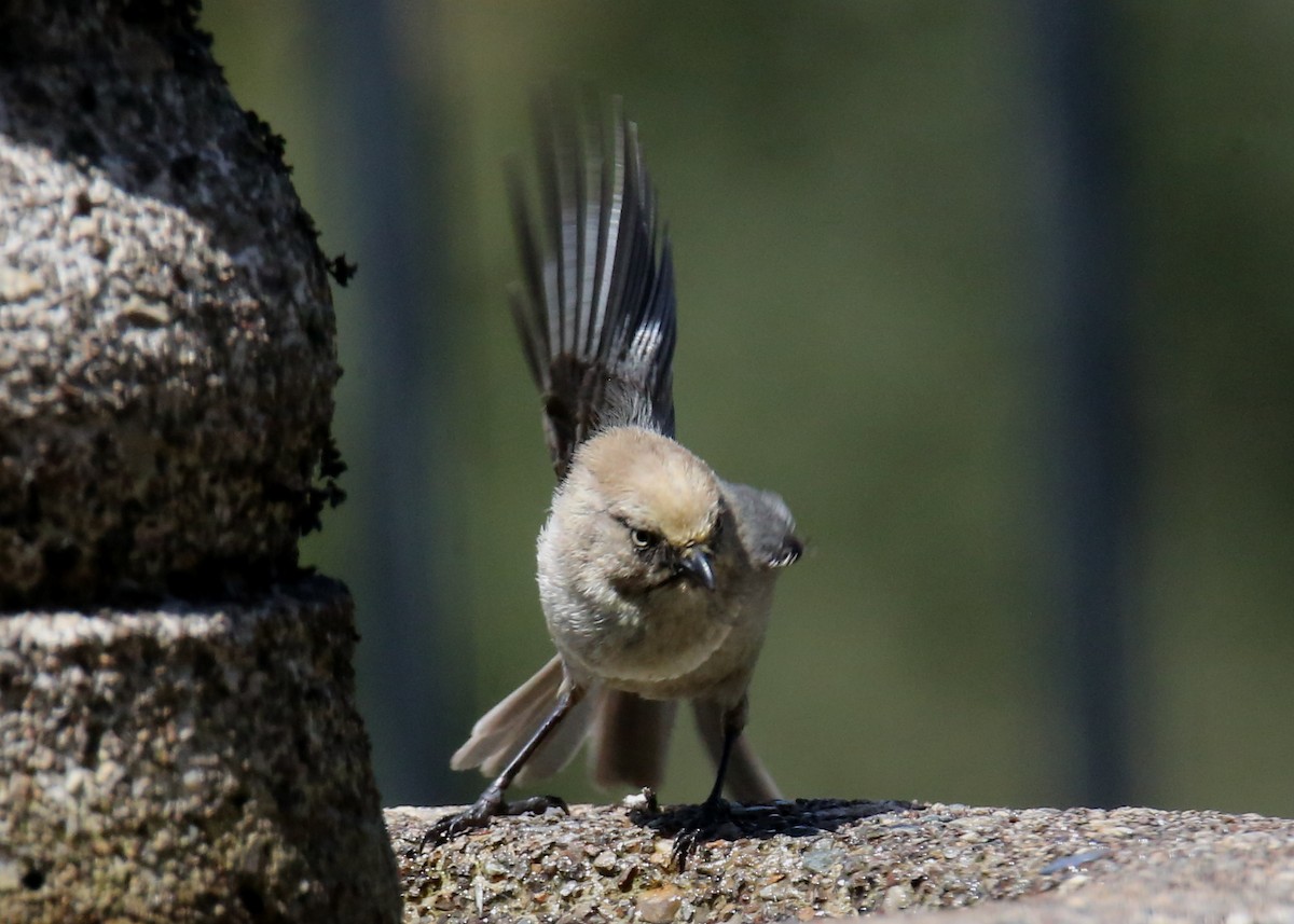 Bushtit - ML620703671