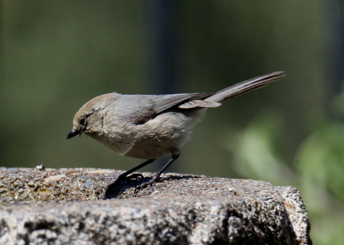 Bushtit - ML620703672