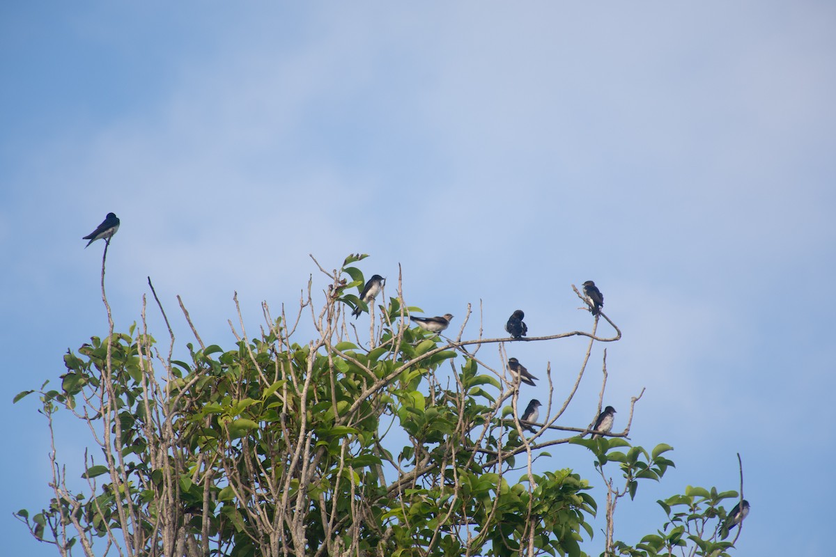 Gray-breasted Martin - ML620703673