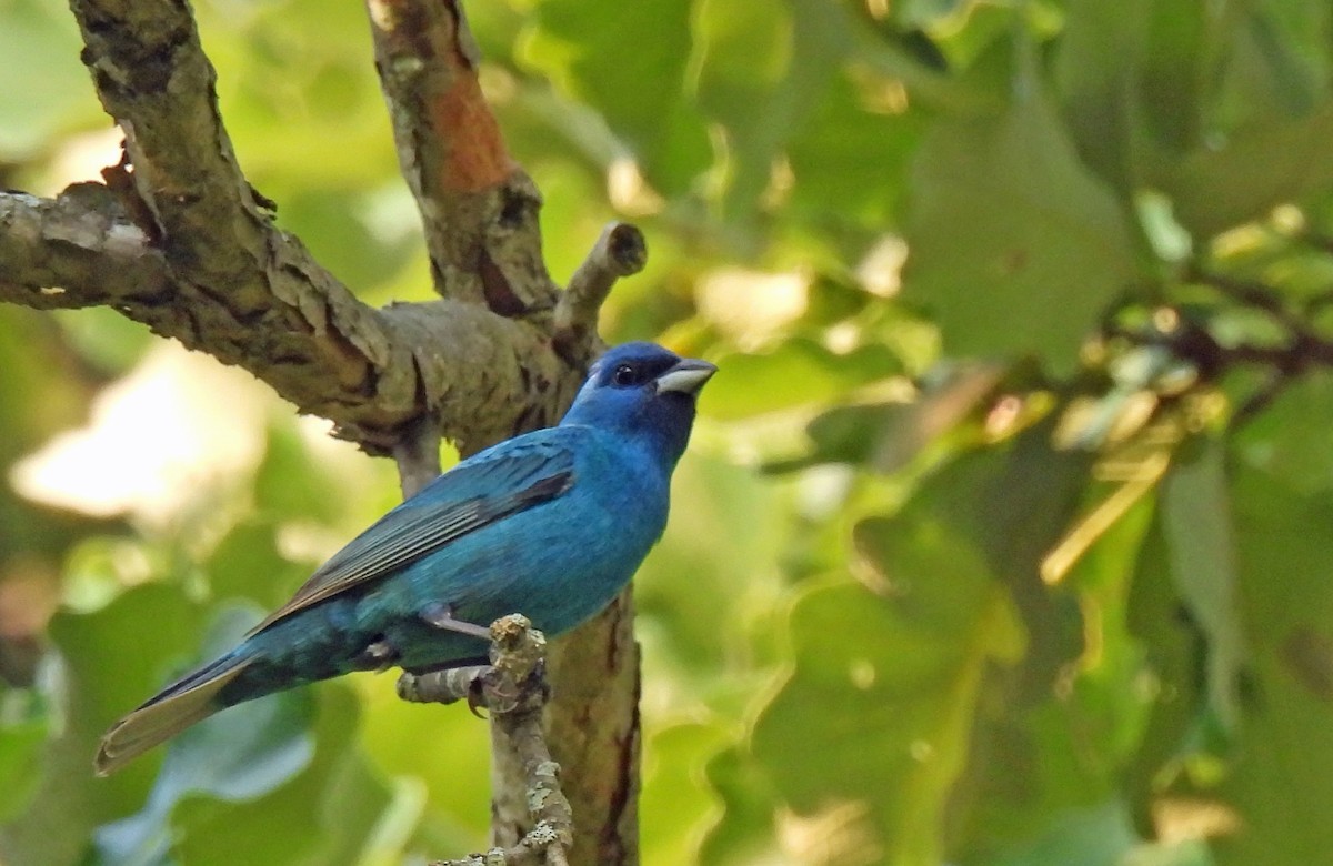 Indigo Bunting - ML620703674