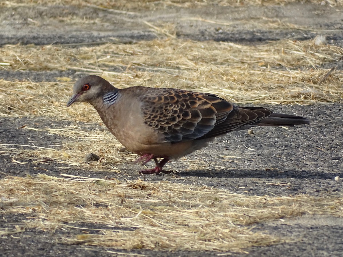 Oriental Turtle-Dove - ML620703676