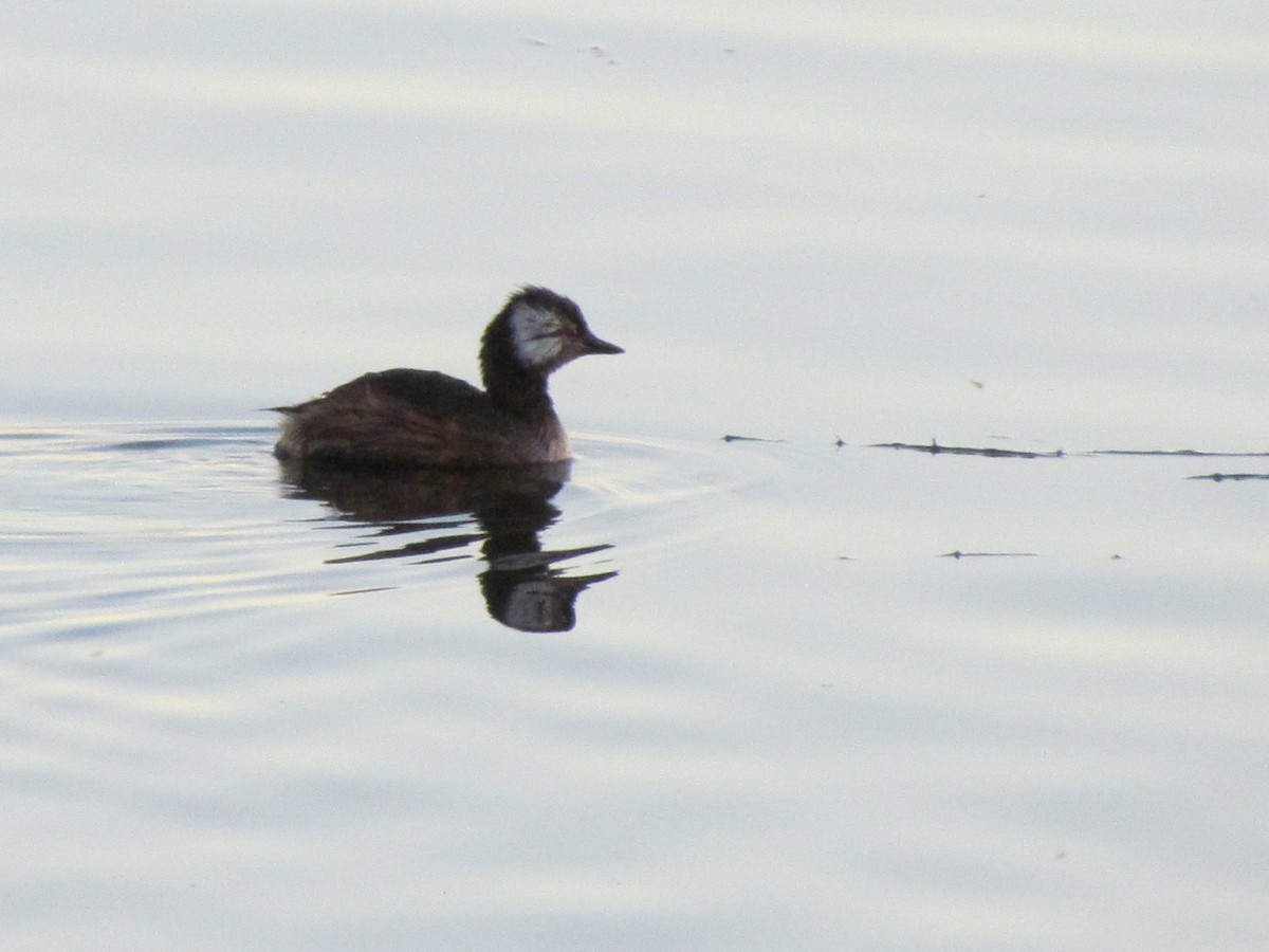 White-tufted Grebe - ML620703677