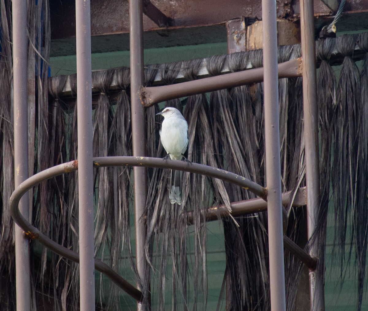 Tropical Mockingbird - Sangam Paudel