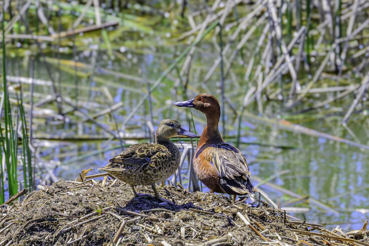 Cinnamon Teal - ML620703679