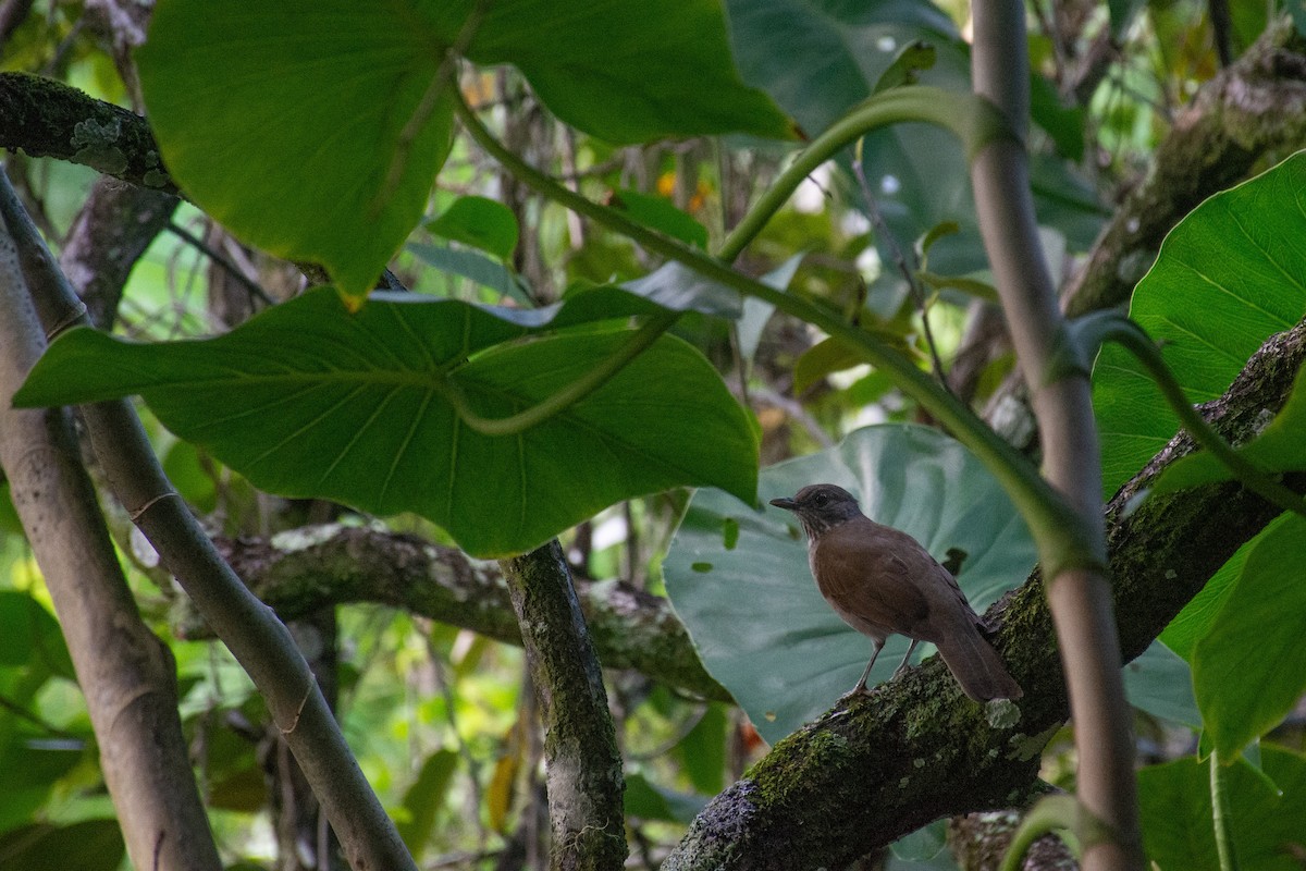 Pale-breasted Thrush - ML620703680