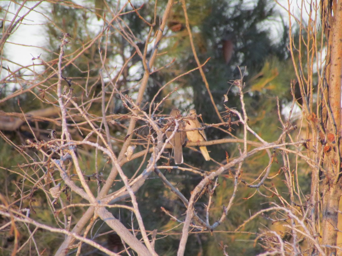 Picui Ground Dove - ML620703681