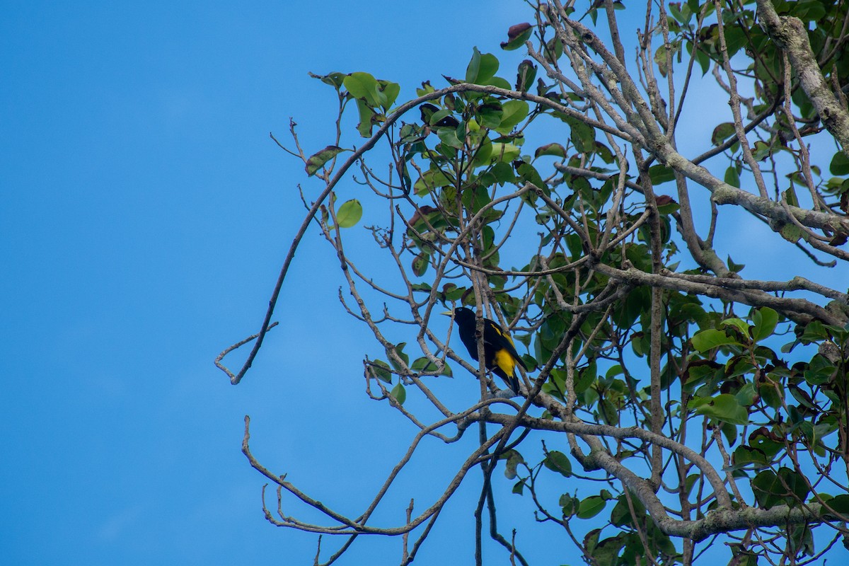 Yellow-rumped Cacique - ML620703682