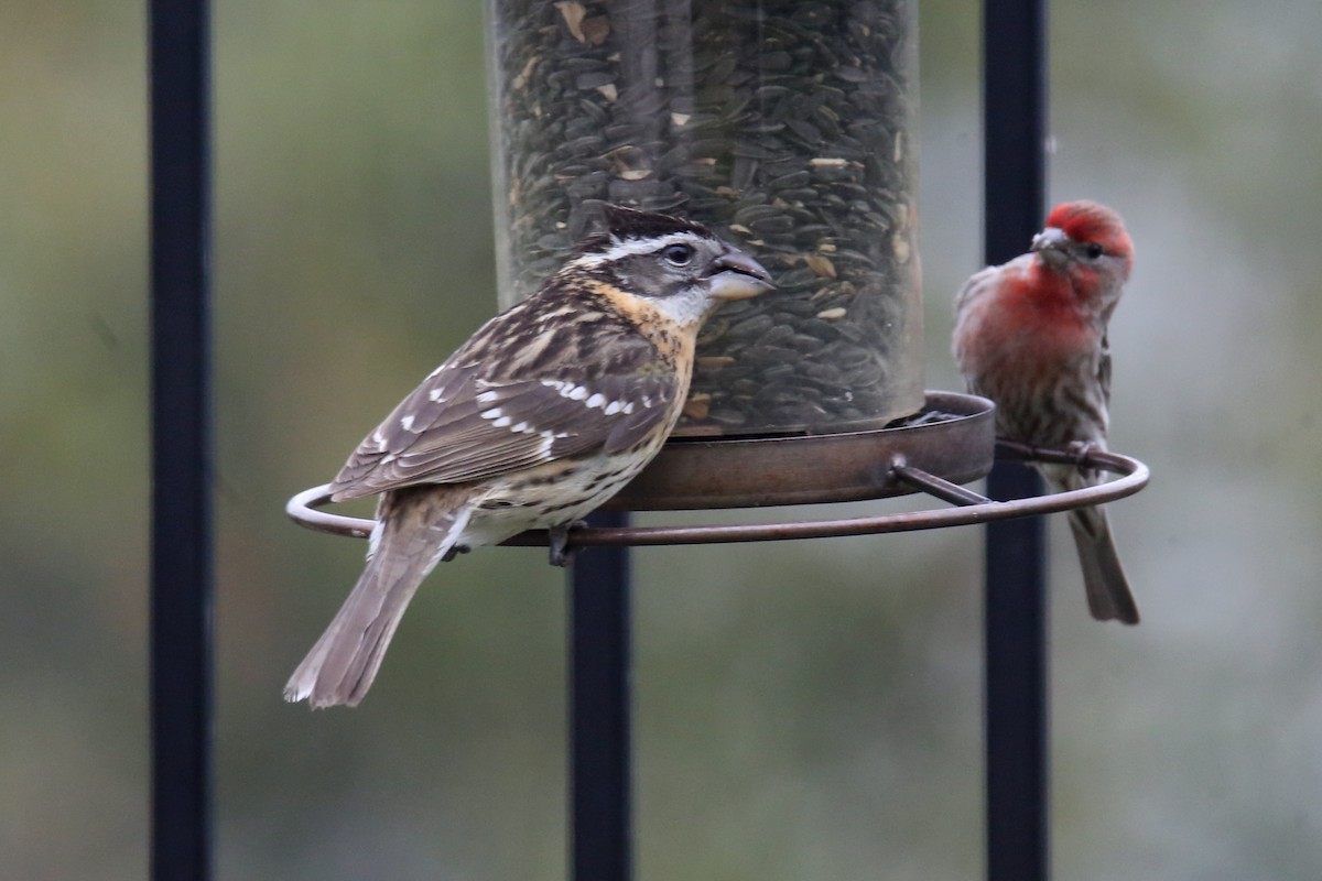 Black-headed Grosbeak - ML620703683