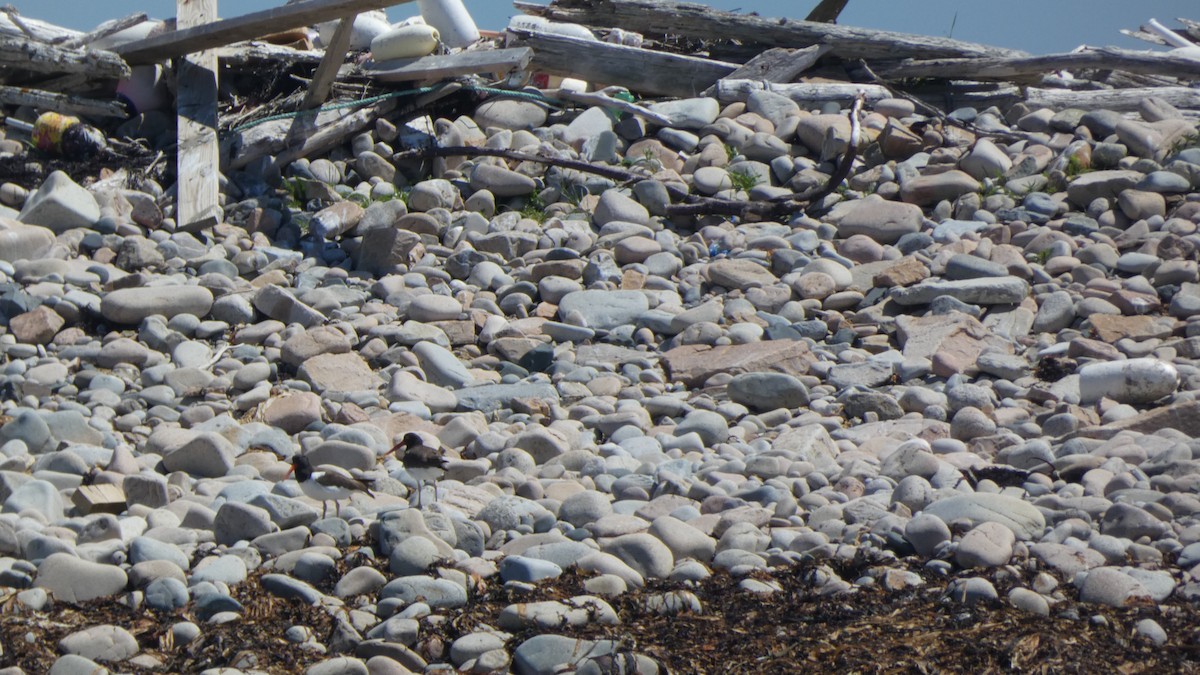 American Oystercatcher - ML620703684