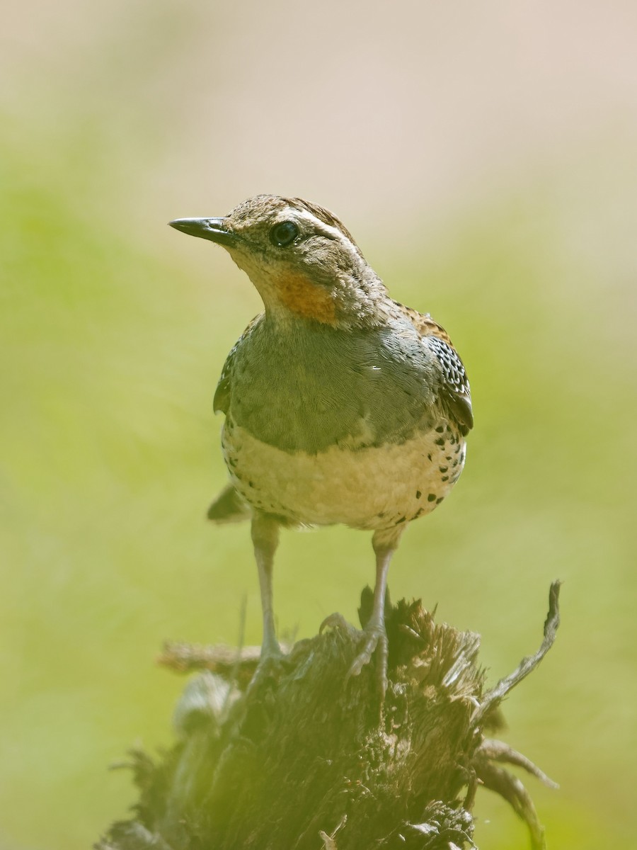 Spotted Quail-thrush - ML620703685